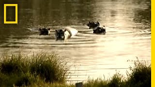 Pablo Escobars Hippos  National Geographic [upl. by Cirilo499]