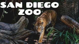 San Diego Zoo  Walking Tour 4K [upl. by Einaffyt854]