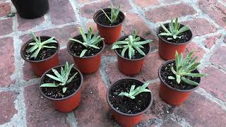 Dudleya Propagation WITHOUT SEEDS [upl. by Yedok]