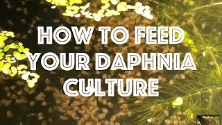 How To Feed Your Daphnia Culture [upl. by Nalla256]