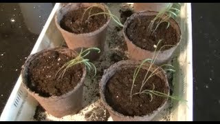 Growing Fennel From Seed to 4quot Pots [upl. by Aihtenyc]