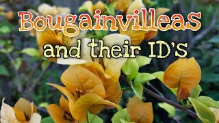 Different New Varieties of Bougainvillea and their Names [upl. by Cahilly]