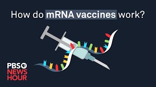 How do mRNA COVID19 vaccines work [upl. by Inej]