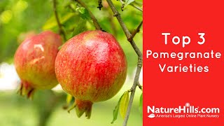 Top 3 Pomegranate Varieties  NatureHillscom [upl. by Meeharb]