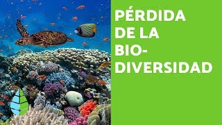 PÉRDIDA de la BIODIVERSIDAD CAUSAS y CONSECUENCIAS [upl. by Oisorbma]