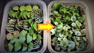 Peperomia Leaf Propagation in Soil [upl. by Boor]