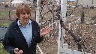 Training and pruning grapes on an arbor [upl. by Hoye67]