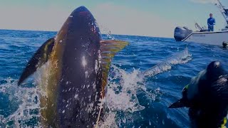 Spearfishing Big Tuna Louisiana [upl. by Tertia]