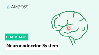 The Neuroendocrine System Regulatory Processes [upl. by Hgielsel]