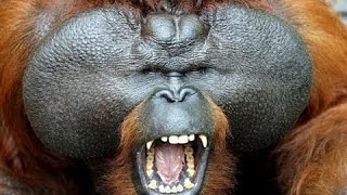 National geographic Documentary  The Real King Of The Jungle Orangutan Documentary [upl. by Tolley]