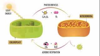 Photosynthesis and Respiration [upl. by Suollecram]