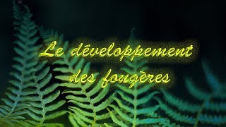 Le développement des fougères [upl. by Geaghan]