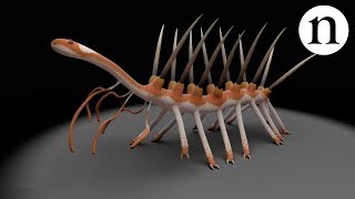 Hallucigenia The worm with the missing head [upl. by Nirag]