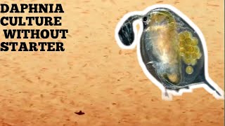 HOW TO CULTURE DAPHNIA NATURALLY WITHOUT A STARTER [upl. by Aloke]