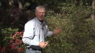 Walter Reeves  When And How To Prune Azaleas [upl. by Filberto]