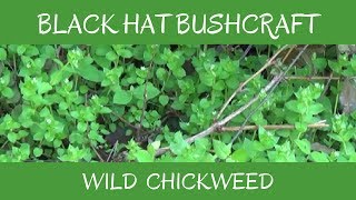 Chickweed Wild Edible amp Medicinal Plant [upl. by Nert]