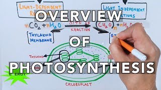 Photosynthesis [upl. by Gorski]