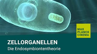 Zellorganellen  Die Endosymbiontentheorie [upl. by Atteoj]