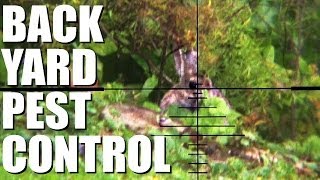 Airgun back yard pest control [upl. by Elag525]