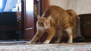 Adrenaline Cats  Funny Cat Video Compilation 2020 [upl. by Eirelav480]