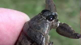 Giant Water Bug Belostomatidae Lethocerus americanus Closeup of Head and Mouth [upl. by Naiviv]