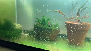 Daphnia Culturing Snails or no snails [upl. by Gerdi397]