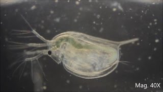 Daphnia magna under the Microscope [upl. by Aldin]