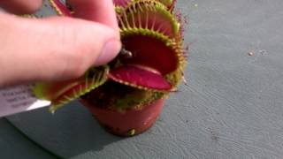 Feeding a B52 venus flytrap [upl. by Eenaffit]