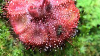 Fastest Carnivorous Sundew Plant Macro Time Lapse Drosera Burmannii [upl. by Cissie370]