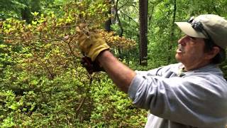 How to prune Azaleas [upl. by Ecnatsnok]