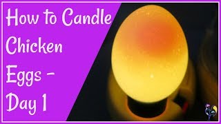 How to Candle Chicken Eggs  Day 1 [upl. by Nevaed]