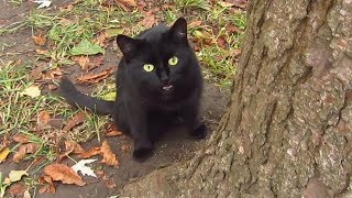 Black cat meows under a tree [upl. by Elvina957]