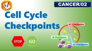 Cell Cycle Checkpoints FLCancer02 [upl. by Meean]