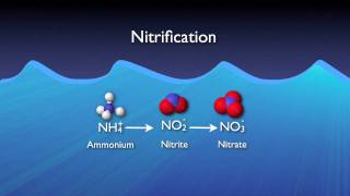 Nitrogen Removal Basics [upl. by Bohun]