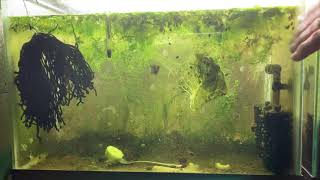 Scuds Daphnia Cherry Shrimp Copepods My aquatic food culture [upl. by Nylarad19]