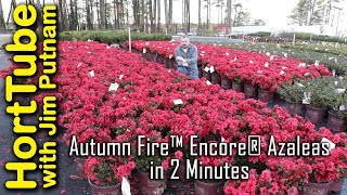 Autumn Fire™ Encore® Azaleas in 2 Minutes [upl. by Chapin92]