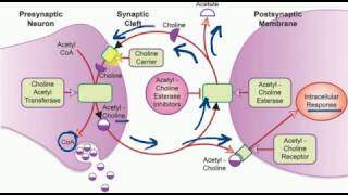 FORENSIC MEDICINE  ORGANOPHOSPHORUS POISONING [upl. by Docile]