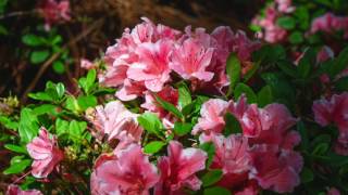 How to Prune Your Reblooming Encore Azaleas [upl. by Josy]