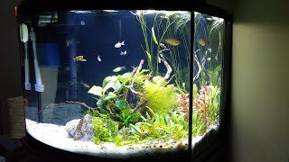 New Aquarium Update Aqueon 36 Gallon Bowfront Ensemble [upl. by Feingold]