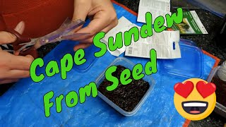 Planting Drosera Capensis from seed  planting to Sprouting [upl. by Demetre]