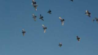 Tumbler Pigeons flying in the air [upl. by Aral]