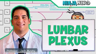 Neurology  Lumbar Plexus [upl. by Adiuqram253]