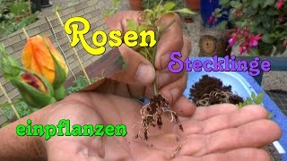 Rosen Stecklinge einpflanzen Roses cuttings planting [upl. by Bodkin]