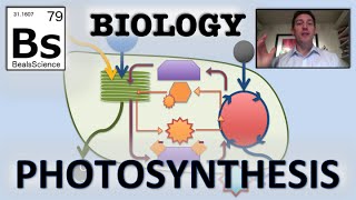 Photosynthesis Overview [upl. by Ruffin]