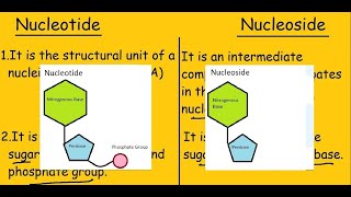 Nucleotide vs Nucleoside Fast Differences and Comparison [upl. by Aralk]