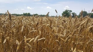 processing wheat into flour [upl. by Eiuqnom]