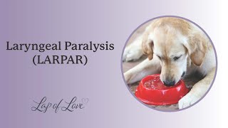 Laryngeal Paralysis LARPAR in Dogs [upl. by Ahsrav]