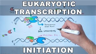 Transcription Initiation in Eukaryotes [upl. by Curson]