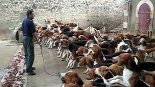 Crazy feeding frenzy with the hounds at Chateau Cheverny [upl. by Bennion]