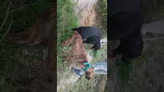 Great dane mating 22 sep 2018 [upl. by Artinahs]